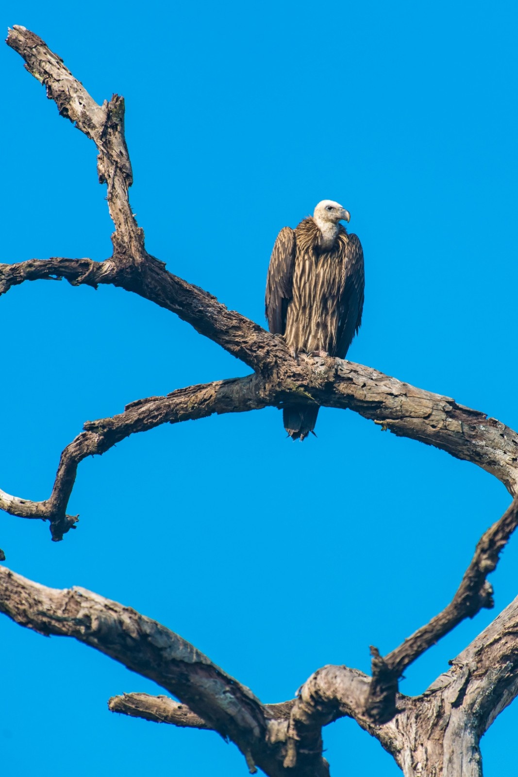 Wildlife Shoot Image 1